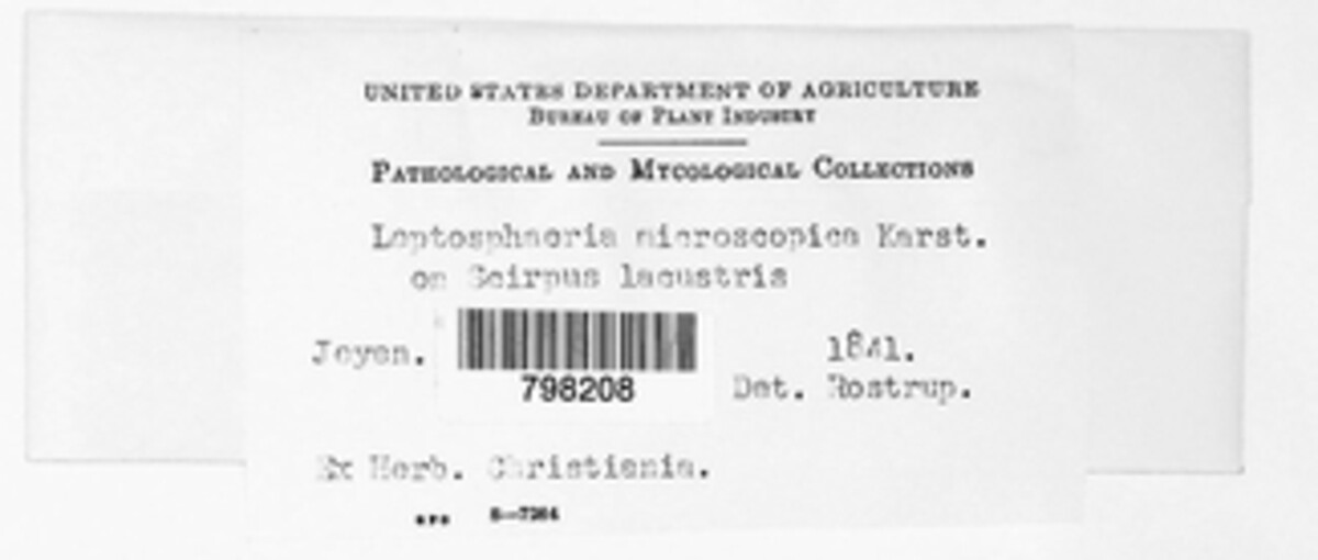 Phaeosphaeria microscopica image